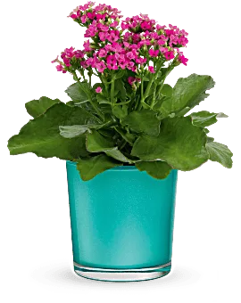 Shimmering Aqua Plant | Mixed Bouquets | Same Day Flower Delivery | Pink | Teleflora